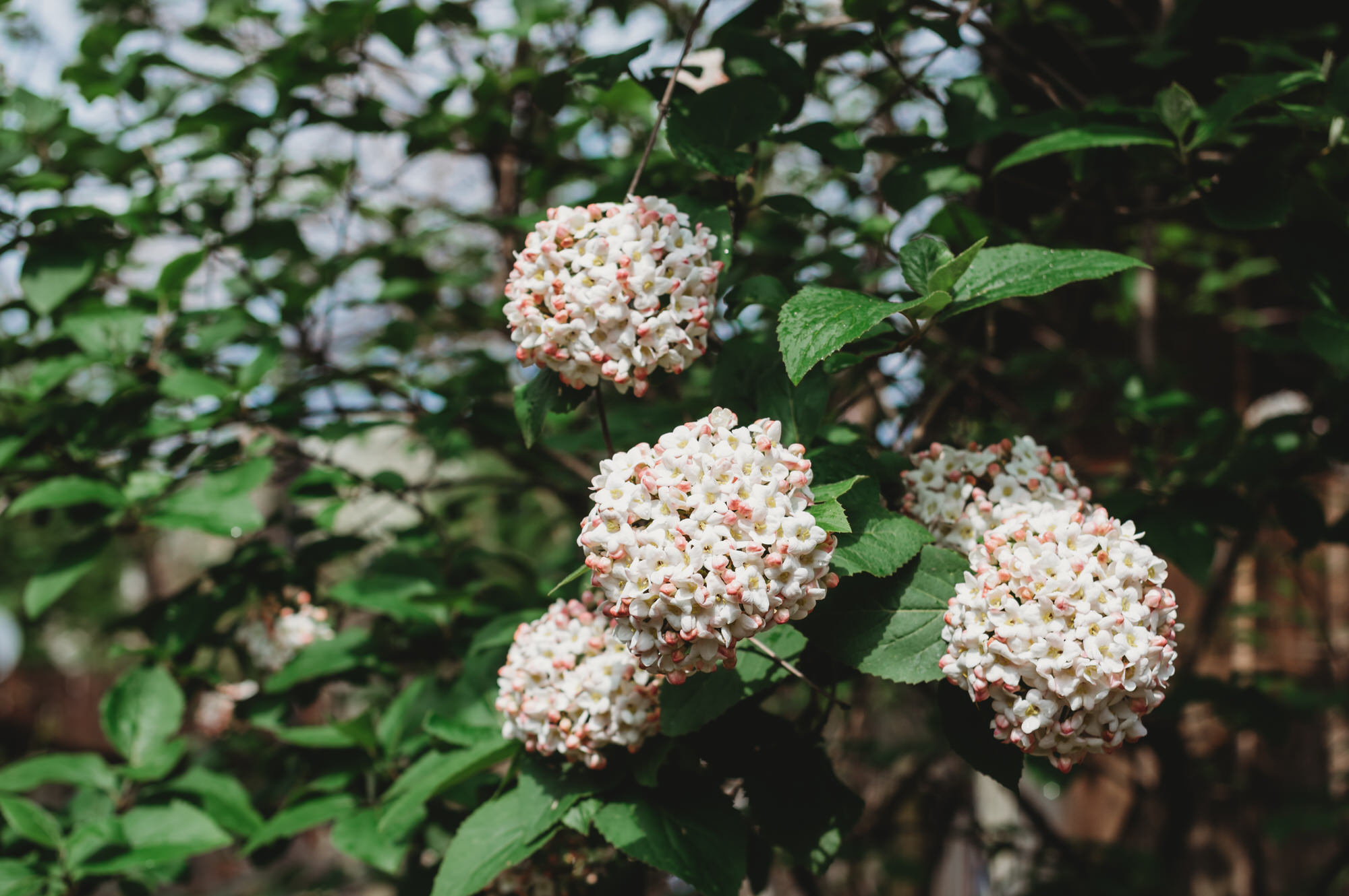 Hamilton Wedding Photographer - Backyard florals.