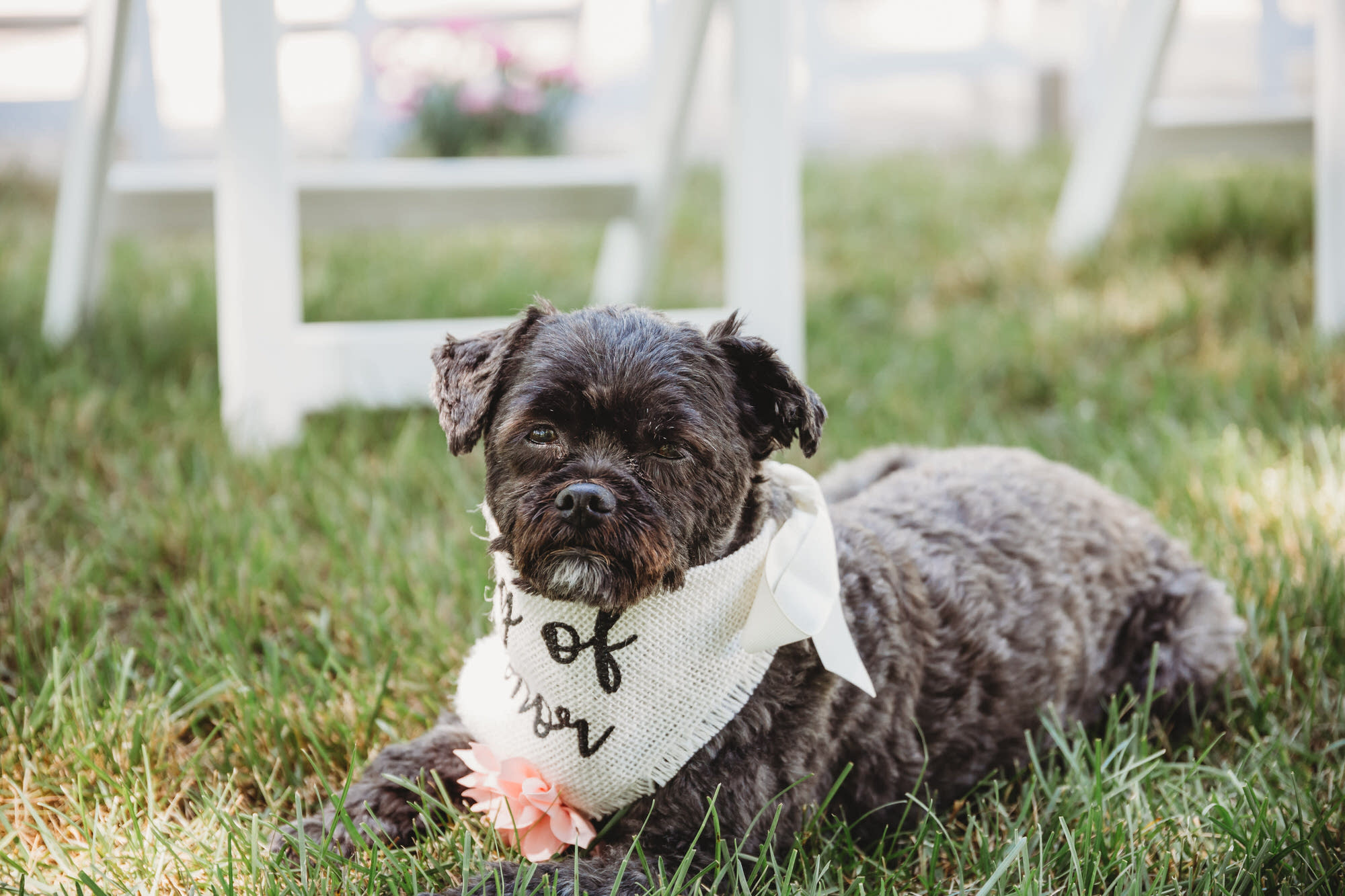 Brantford Wedding Photographer - dog friendly wedding